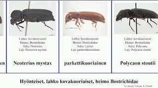 Hyönteiset, lahko kovakuoriaiset, heimo Bostrichidae insect minutus ypsilon retusa Sinoxylon Psoa