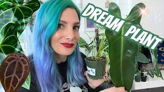 UNBOXING the Rarest PlantPhilodendron Spiritus Sancti