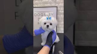 Maltese puppy first grooming #maltese #puppy #doggroomingtips