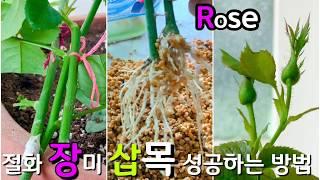 장미삽목 성공했어요,절화장미 삽목 성공 팁 대방출, How to Grow Roses From Cuttings.