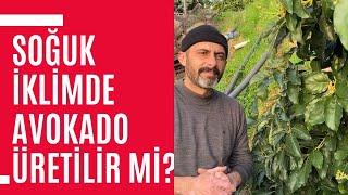 Soğuk Bölgelerde Avokado Üretilir Mi? - Hangi Bölgeye Hangi Çeşit Avokado Dikimi Yapılmalı