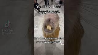 Capy capy slay #funny #foryou #meme