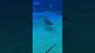 Oceanarium, Eilat, Israel