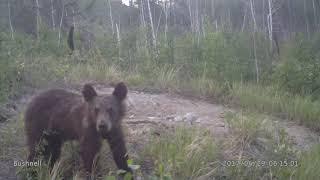 Больной Медвежонок ходит по солнцам собирает молодь косули в окрестностях.