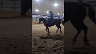 Counter canter kicks our ...  #horse #equestrain #equestriansport #shorts #hunterjumper #reining