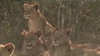 Wildlife Animals | Lions | Animal Documentary 2021