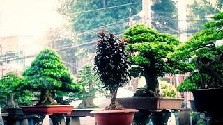 VIETNAMESE BONSAI GARDEN - Amazing Bonsai Trees !!