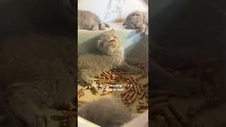Fluff attack incoming!  | Get ready to melt! #britishshorthair #cat #kitten #cute #shorts