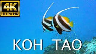 4K / KOH TAO - THE UNDERWATER WORLD / THE BEST DIVING ISLAND IN THAILAND/ КО ТАО - ДАЙВИНГ