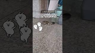 다람쥐가 아니라고#다람쥐#청설모#유머