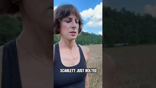 Scarlett ran after a bear — Read pinned comment for more info #foxhound #farmdog #doglove