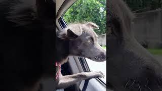 DOG LOVES Car Ride Adventure in the Philippines!