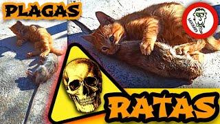 ELIMINATE RATS AND MICE (Destroying Pest) What Should You Do? by mixim89