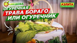 Огуречная трава БОРАГО. Что это и как выращивать огуречник. Вкусные и полезные рецепты
