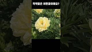 작약꽃이 나오는 원리#작약#곰바위농원#홍천수타사작약