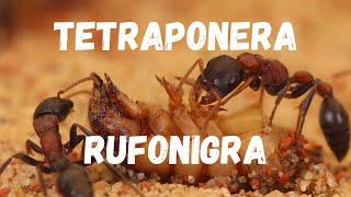 Tetraponera Rufonigra hunting in Ultra HD! their new "DIY" setup