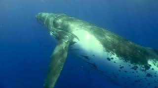 Marine Mammals: Sensory Systems