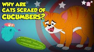 Why are Cats Scared of Cucumbers? | Cats vs Cucumber | Funny Scared Kitty | The Dr. Binocs Show