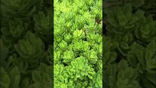 Очиток Миддендорфа  (Sedum middendorfianum).