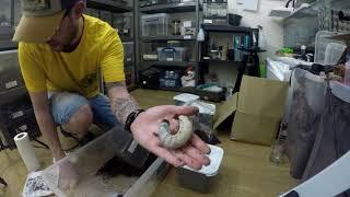 CRISIS averted (hopefully) Dynastes hercules lichyi by predatororpreyonline