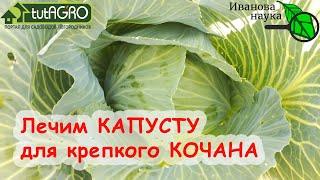 Чем обработать капусту от гусениц, блошек и гнили. Радикальное избавление капусты от всех проблем.