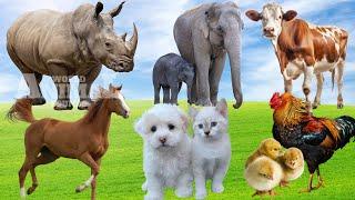 Vivid Farm Animals: Horse, Elephant, Cow, Kitten, Tiger, Hippo - Farm Animal Sounds