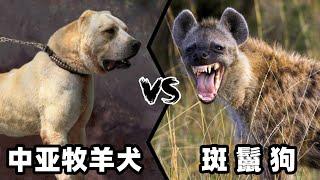 中亚牧羊犬vs斑鬣狗，当老虎杀手遇到肛肠科主任，谁会笑到最后？