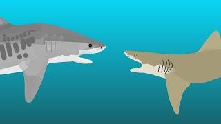 tiger shark vs lemon shark