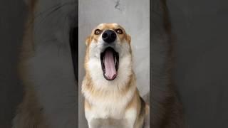 Собачка пуль #прикол #мем #shorts