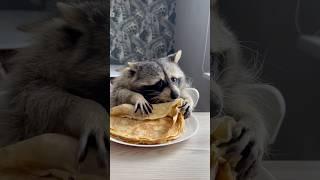 Енот Тема аппетитно ест блинчики