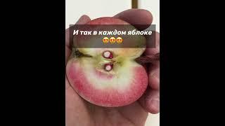 Бельфлер красный - старинный, редкий сорт Мичурина