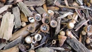 Capital Naturalist: Bird's Nest Fungi