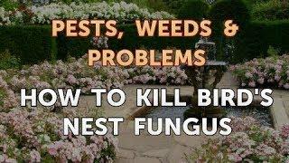 How to Kill Bird's Nest Fungus