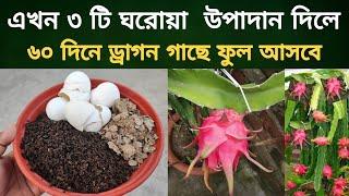 এখন এই ৩ টি ঘরোয়া উপাদান দিলে ৬০ দিনের মধ্যে ড্রাগন গাছে প্রচুর ফুল আসবে/Dragon fruit