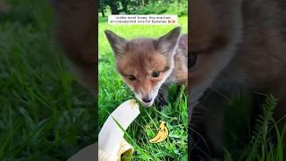 This woman found a helpless baby fox in her garden and then ... #fox #wildanimals #cuteanimals