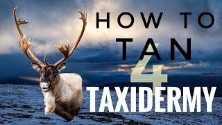 How to Tan for Taxidermy /// Wet Tan /// Bighorn Sheep ///