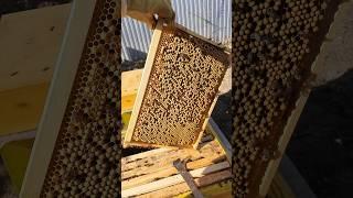 создаём свой трутовый фон. #пчеловодство #пасека #пчёлы #beekeeper #bee #honey #мёд #бакфаст