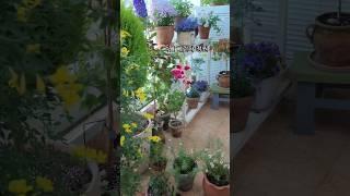 눈부시게 아름다운 #베란다정원 #베란다가드닝 #shorts #plants #gardening #flowers #식물