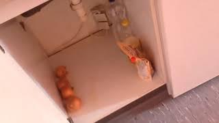 Немецкие общежитие для студентов  общага  Жилье в Германии