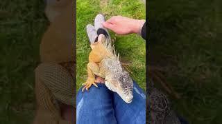 Man saves poor green iguana and then #iguana #lizard #short