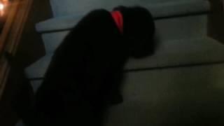 Newfoundland puppy climbs stairs! [In HD]
