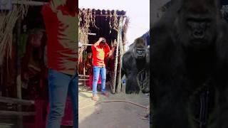 ￼Yar Tera hero khalnayak ho gaya ￼Tree ME ghusne wala animal video #amazing​​ #video​ #golukumarvfx