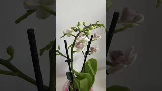 Новинка орхидея Violet Queen в жемчужном оттенке  #орхидеи #phalaenopsis #орхидеяфаленопсис