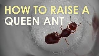 How To Raise A Queen Ant