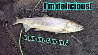 Chum are good eating! (cooking chum salmon)