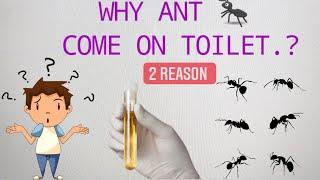 why ants come on toilet || urine test | diabetes patient urine test | fact video | fact with baba sg