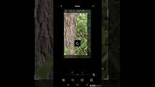 "Bark & Branch Beauty: Editing in Minutes" #photography #nature #evening #work