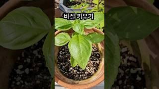 바질키우기 #바질