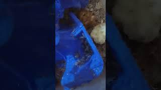 تفريخ دوبيا روتش