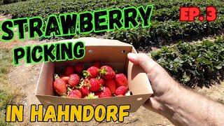 STRAWBERRY PICKING IN HAHDORF & much more ! (Ep. 3)